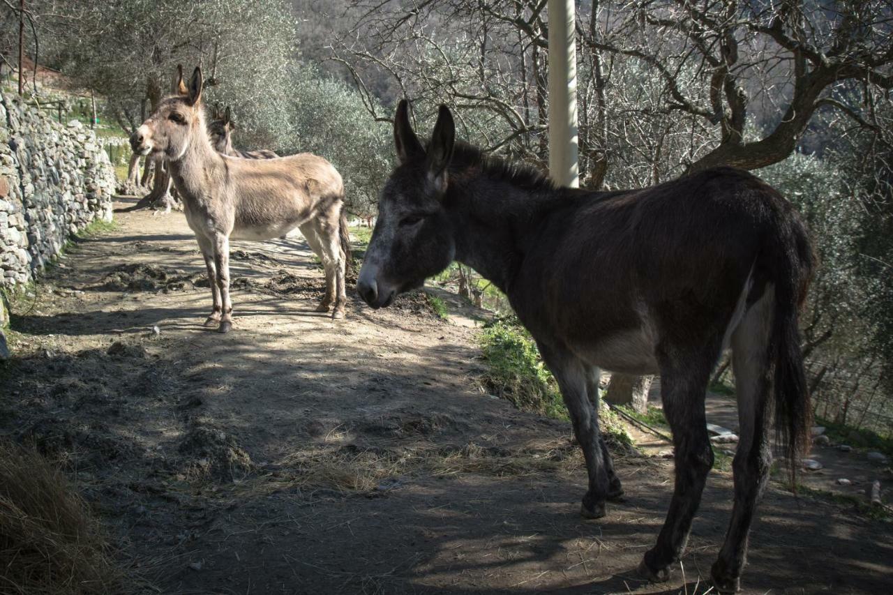 Agriturismo A Ca Vegia Calice Ligure Exteriör bild